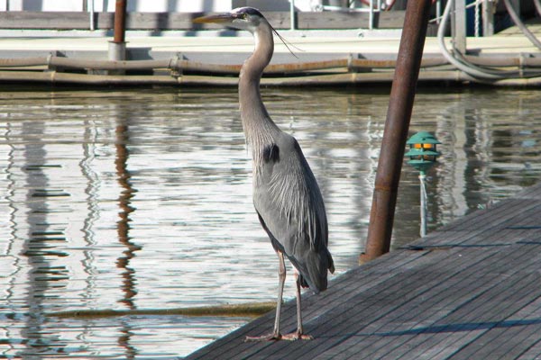 Blue Heron standing on Pier. Photo Cumberland River Cruise Tours. Reliant Realty Era Powered, Nashville, TN.
